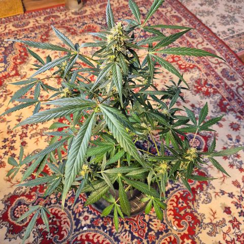 🌈 Zkittles auto🌈 growlog timeline photo