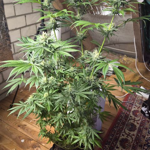 🍍Anna  #1 amnesia lemon  growlog timeline photo