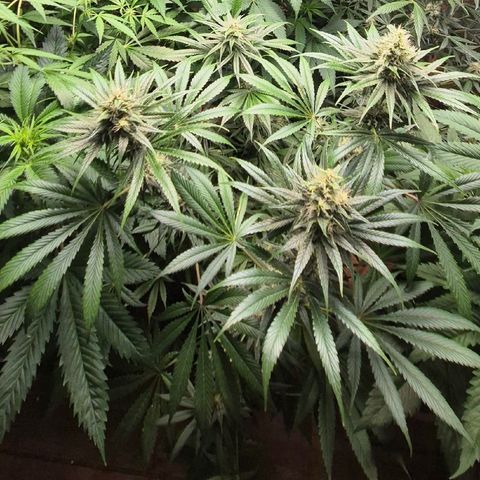 🍍Anna  #1 amnesia lemon  growlog timeline photo