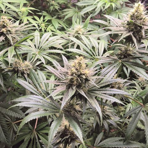 🍍Anna  #1 amnesia lemon  growlog timeline photo