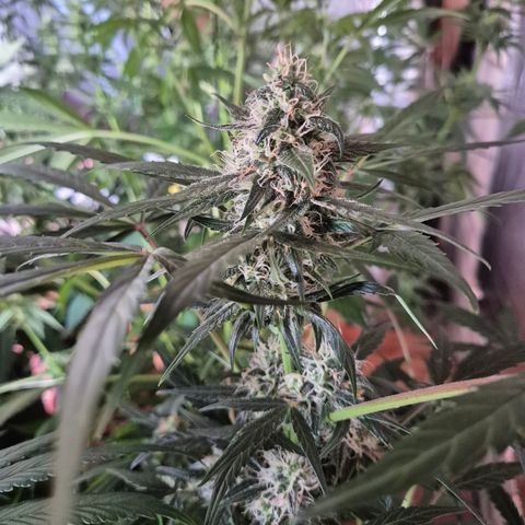 🌈 Zkittles auto🌈 growlog timeline photo