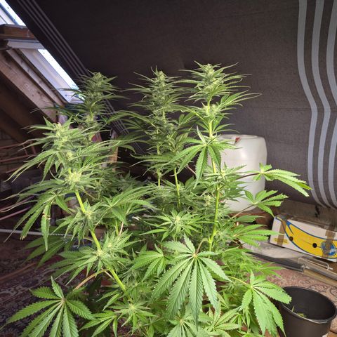 DieAnnas  #2 amnesia lemon/ungedämmter Dachboden growlog timeline photo