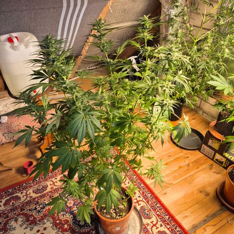 DieAnnas  #2 amnesia lemon/ungedämmter Dachboden growlog timeline photo