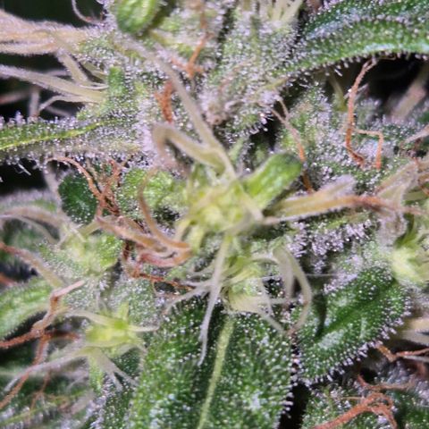 🍍Anna  #1 amnesia lemon  growlog timeline photo