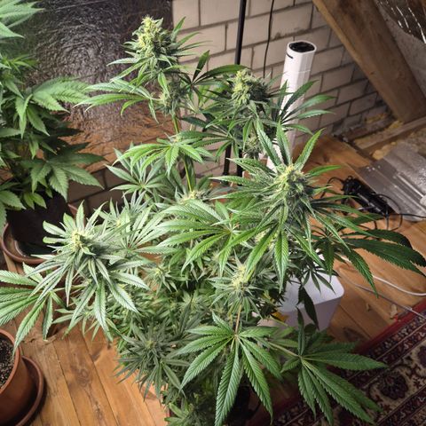 🍍Anna  #1 amnesia lemon  growlog timeline photo