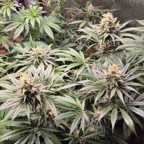 🍍Anna  #1 amnesia lemon  growlog timeline photo