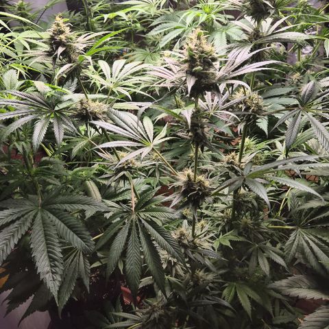 🍍Anna  #1 amnesia lemon  growlog timeline photo