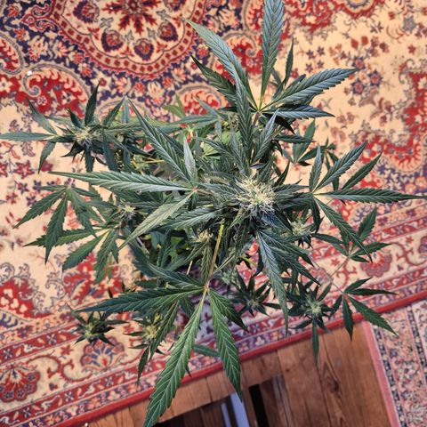 🌈 Zkittles auto🌈 growlog timeline photo