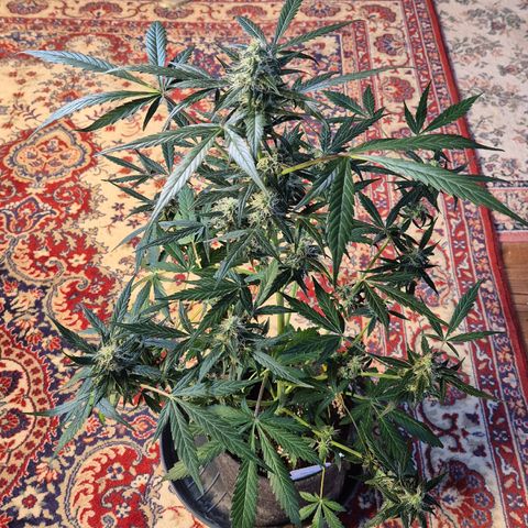 🌈 Zkittles auto🌈 growlog timeline photo