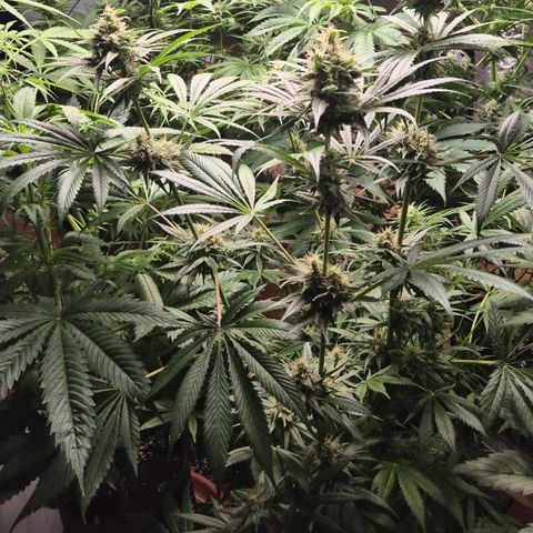 🍍Anna  #1 amnesia lemon  growlog timeline photo