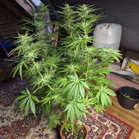 DieAnnas  #2 amnesia lemon/ungedämmter Dachboden growlog timeline photo