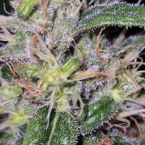 🍍Anna  #1 amnesia lemon  growlog timeline photo
