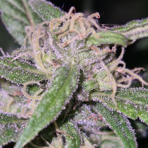 🍍Anna  #1 amnesia lemon  growlog timeline photo