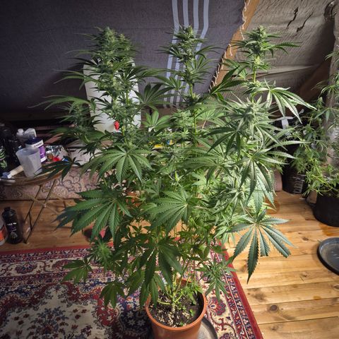 DieAnnas  #2 amnesia lemon/ungedämmter Dachboden growlog timeline photo