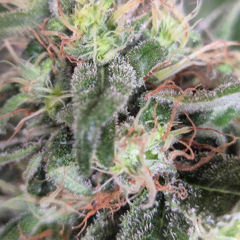 🍍Anna  #1 amnesia lemon  growlog timeline photo