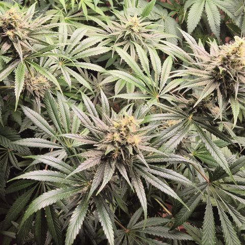 🍍Anna  #1 amnesia lemon  growlog timeline photo