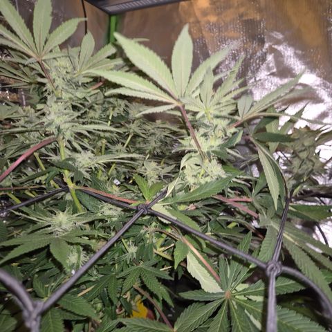 Mimosa evo Photo ♥️ Barney's Farm  growlog timeline photo
