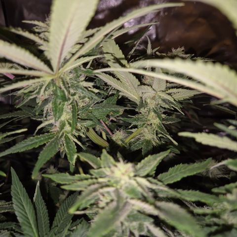 Mimosa evo Photo ♥️ Barney's Farm  growlog timeline photo