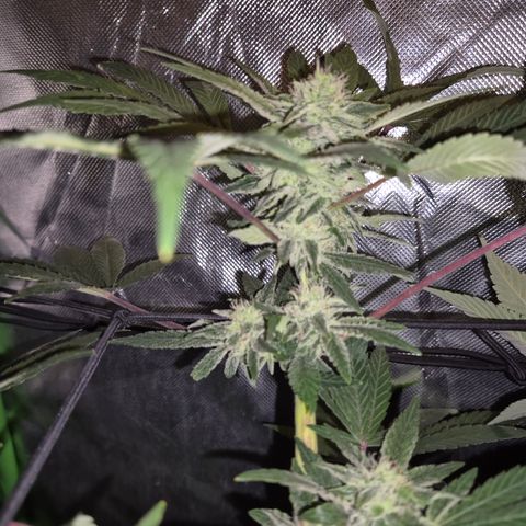 Mimosa evo Photo ♥️ Barney's Farm  growlog timeline photo