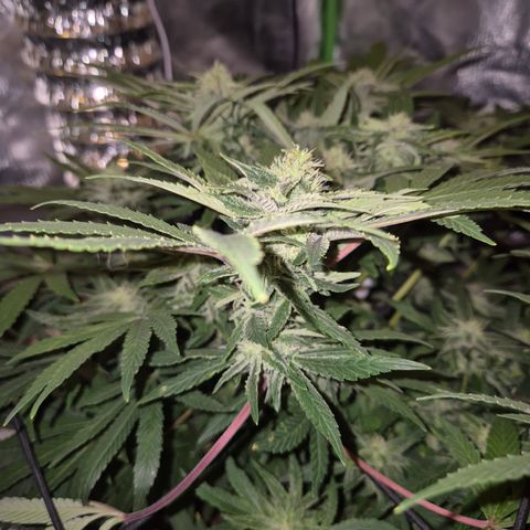 Mimosa evo Photo ♥️ Barney's Farm  growlog timeline photo
