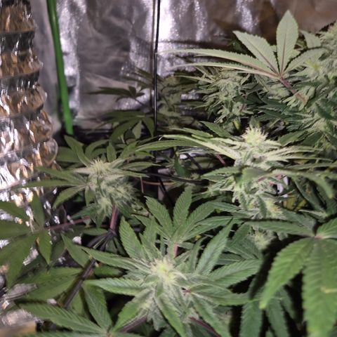 Mimosa evo Photo ♥️ Barney's Farm  growlog timeline photo