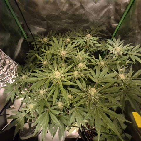 Mimosa evo Photo ♥️ Barney's Farm  growlog timeline photo