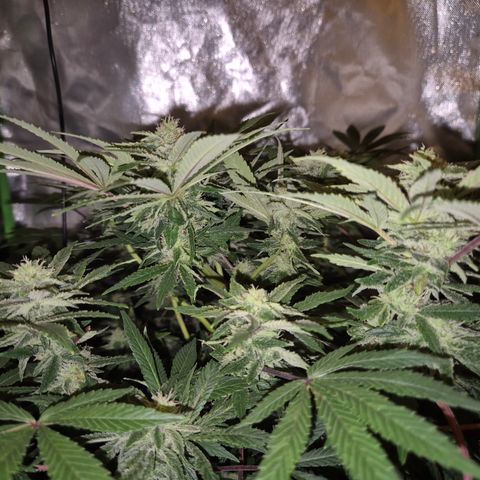 Mimosa evo Photo ♥️ Barney's Farm  growlog timeline photo