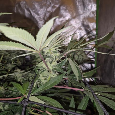 Mimosa evo Photo ♥️ Barney's Farm  growlog timeline photo