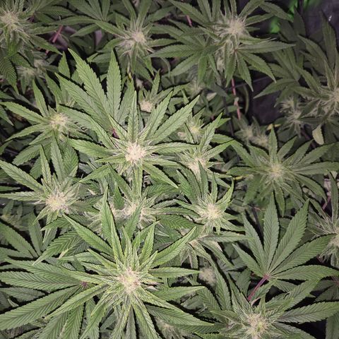 Mimosa evo Photo ♥️ Barney's Farm  growlog timeline photo