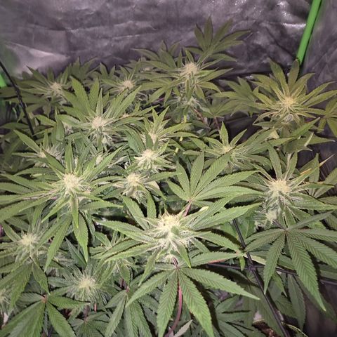 Mimosa evo Photo ♥️ Barney's Farm  growlog timeline photo