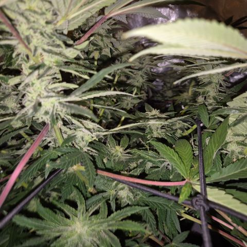 Mimosa evo Photo ♥️ Barney's Farm  growlog timeline photo