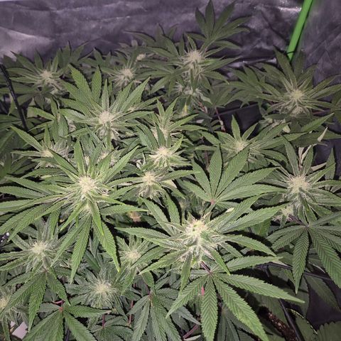 Mimosa evo Photo ♥️ Barney's Farm  growlog timeline photo