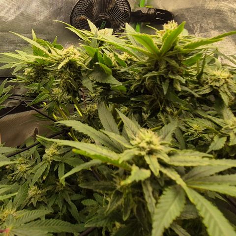 Mimosa evo Photo ♥️ Barney's Farm  growlog timeline photo