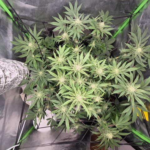 Mimosa evo Photo ♥️ Barney's Farm  growlog timeline photo