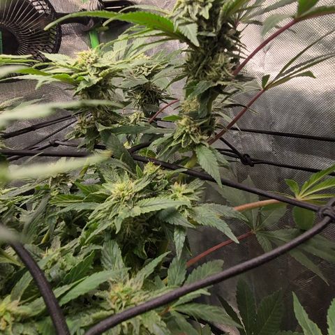 Mimosa evo Photo ♥️ Barney's Farm  growlog timeline photo