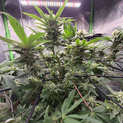 Mimosa evo Photo ♥️ Barney's Farm  growlog timeline photo