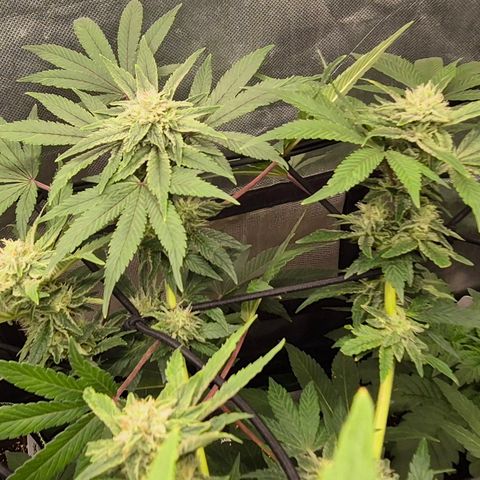 Mimosa evo Photo ♥️ Barney's Farm  growlog timeline photo