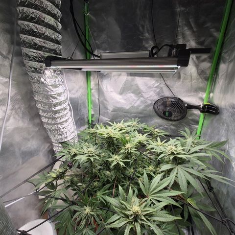 Mimosa evo Photo ♥️ Barney's Farm  growlog timeline photo