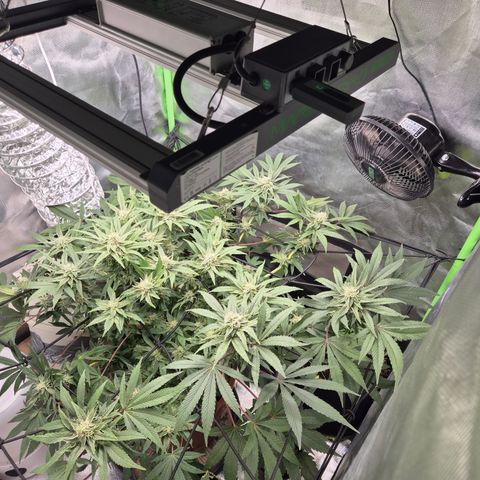 Mimosa evo Photo ♥️ Barney's Farm  growlog timeline photo