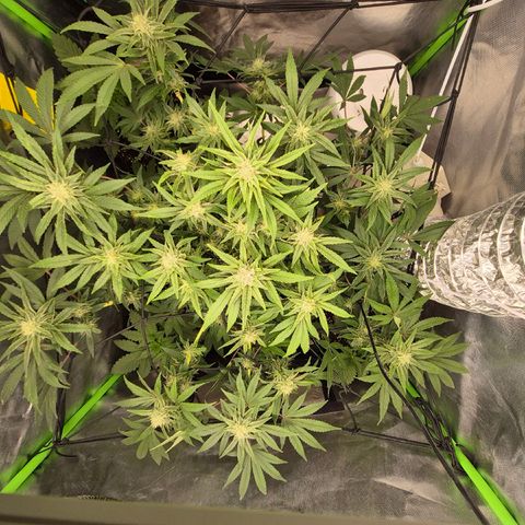 Mimosa evo Photo ♥️ Barney's Farm  growlog timeline photo