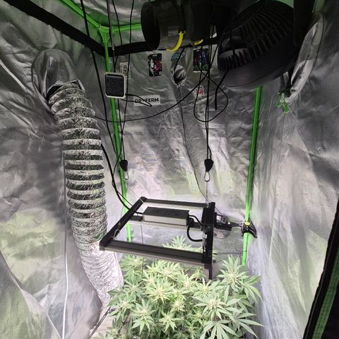 Mimosa evo Photo ♥️ Barney's Farm  growlog timeline photo