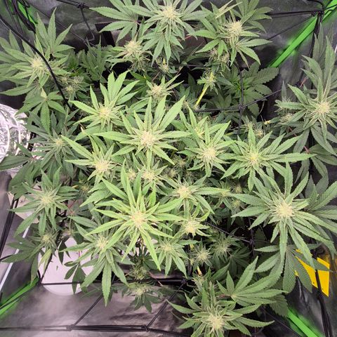 Mimosa evo Photo ♥️ Barney's Farm  growlog timeline photo