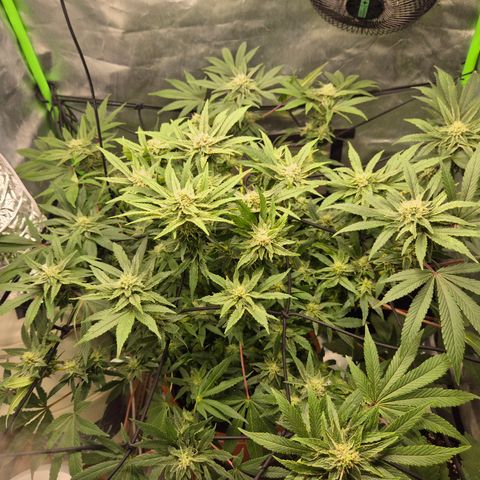 Mimosa evo Photo ♥️ Barney's Farm  growlog timeline photo