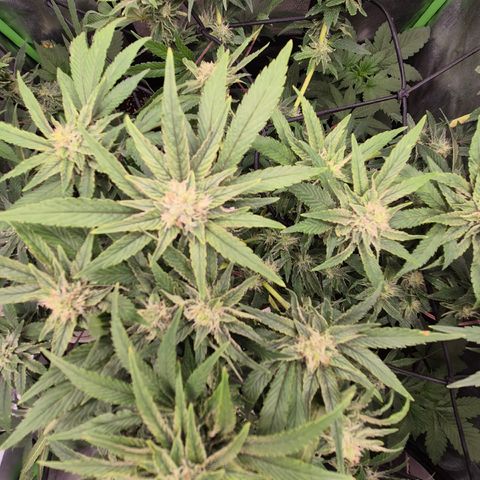 Mimosa evo Photo ♥️ Barney's Farm  growlog timeline photo