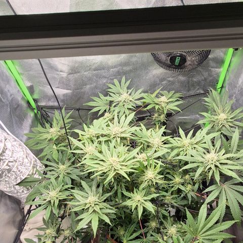 Mimosa evo Photo ♥️ Barney's Farm  growlog timeline photo