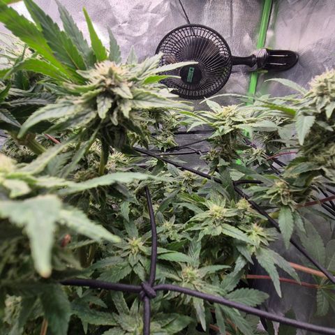 Mimosa evo Photo ♥️ Barney's Farm  growlog timeline photo