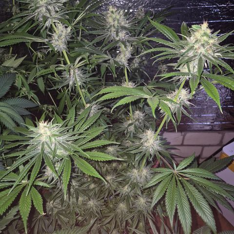 🍍Anna  #1 amnesia lemon  growlog timeline photo