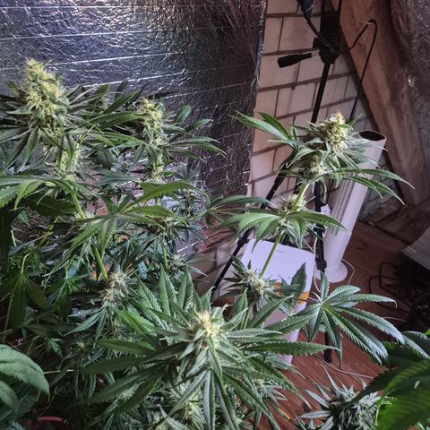 🍍Anna  #1 amnesia lemon  growlog timeline photo