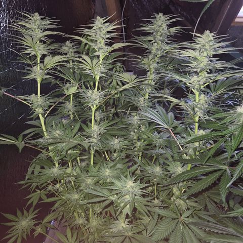 DieAnnas  #2 amnesia lemon/ungedämmter Dachboden growlog timeline photo