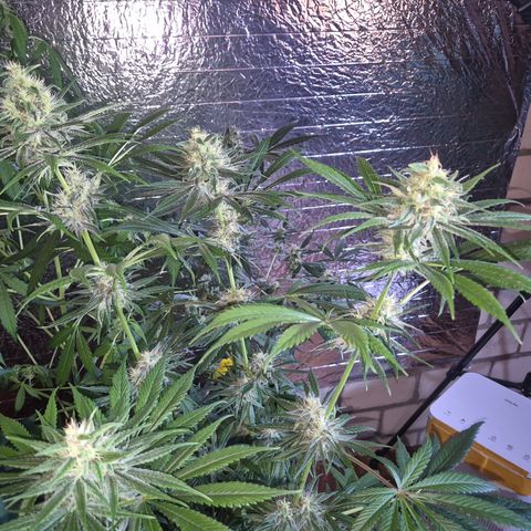 🍍Anna  #1 amnesia lemon  growlog timeline photo